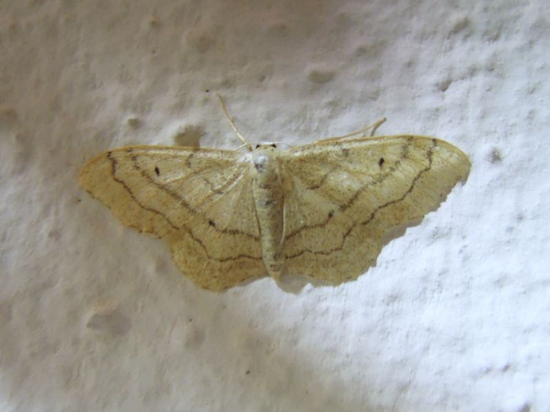 Geometridae - Idaea aversata e f. remutata